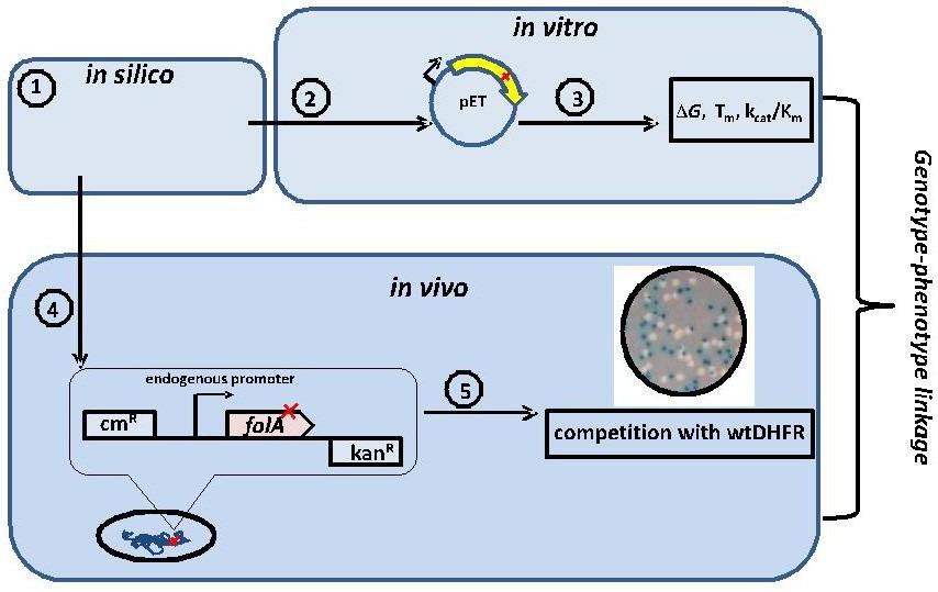 Experimental molecular evolution